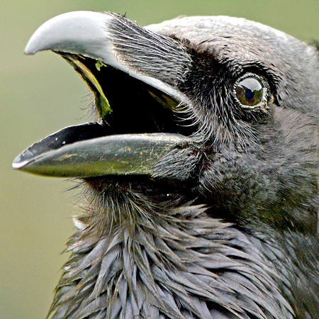 Carrion crow