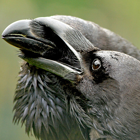Carrion crow
