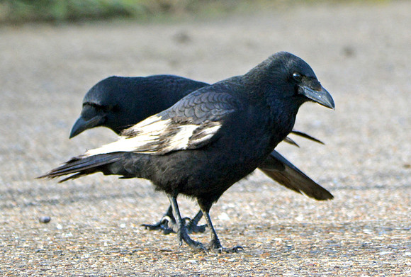 Leucistic Carrion crow
