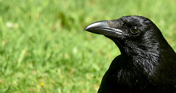 Carrion crow
