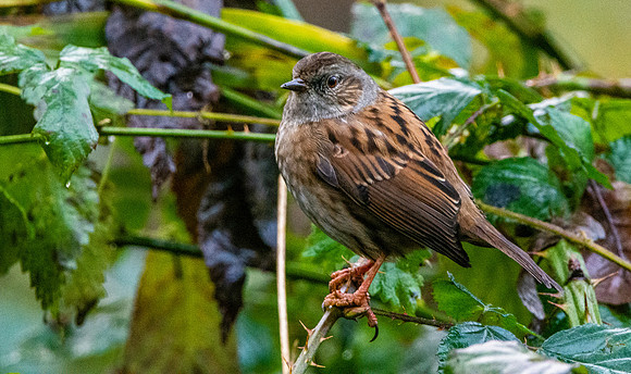 Dunnock / Hedge sparrow