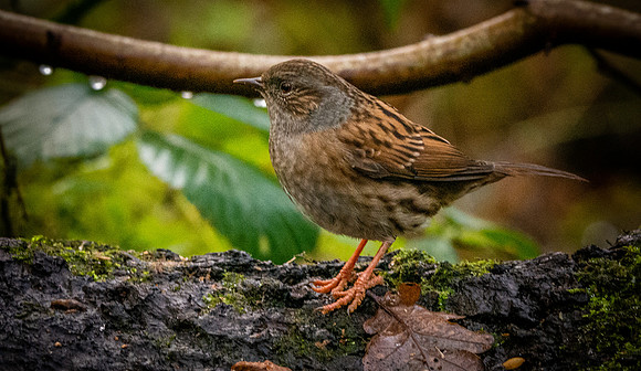 Dunnock / Hedge sparrow