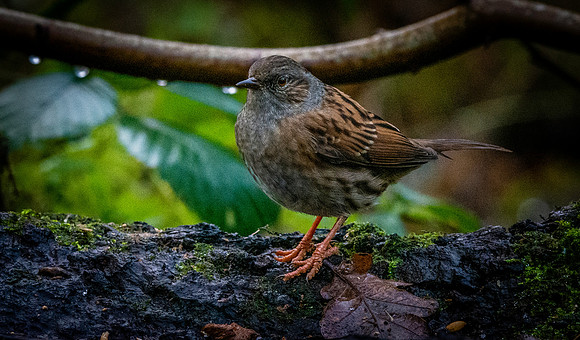 Dunnock / Hedge sparrow