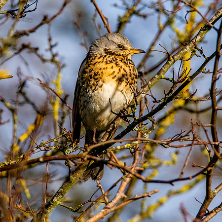 Fieldfare