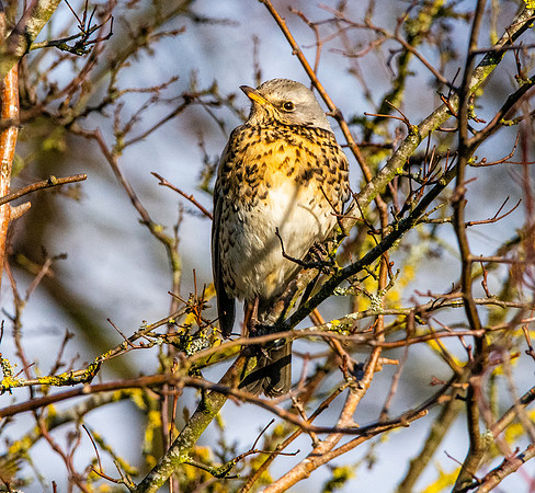 Fieldfare
