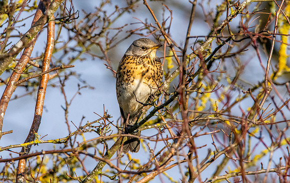 Fieldfare