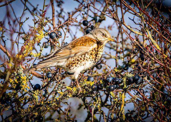 Fieldfare
