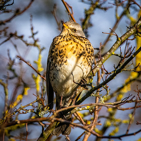 Fieldfare