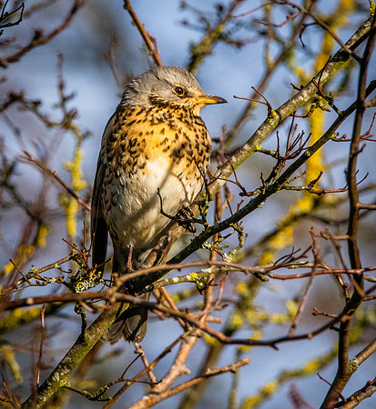 Fieldfare