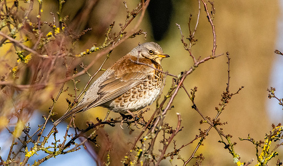 Fieldfare