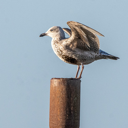 Great black backed gull juvenile