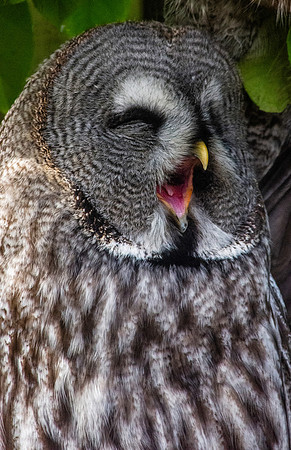 Great grey owl