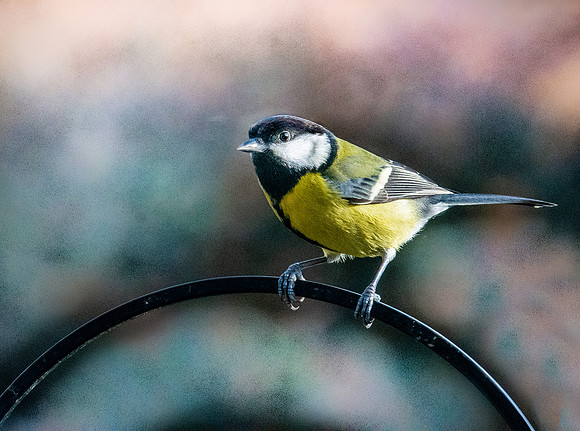 Great tit