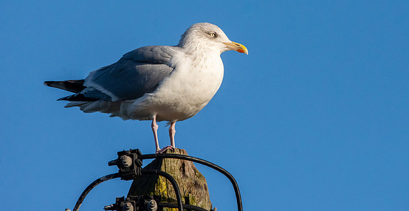 Herring gull