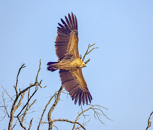 Indian Vulture