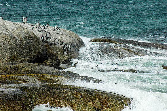 Jackass / African Penguin