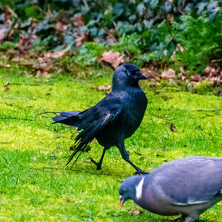 Jackdaw