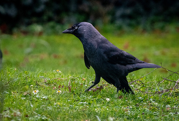 Jackdaw