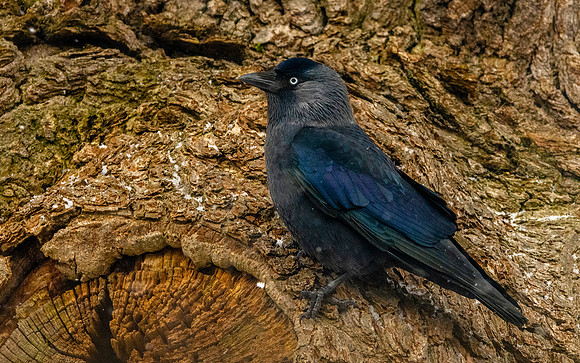 Jackdaw