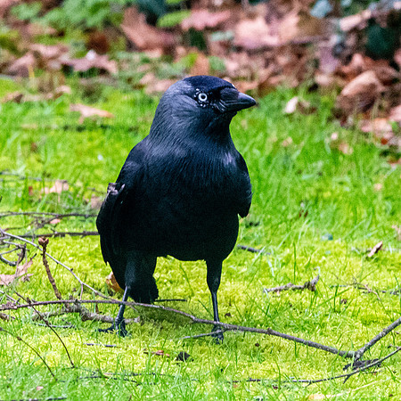 Jackdaw