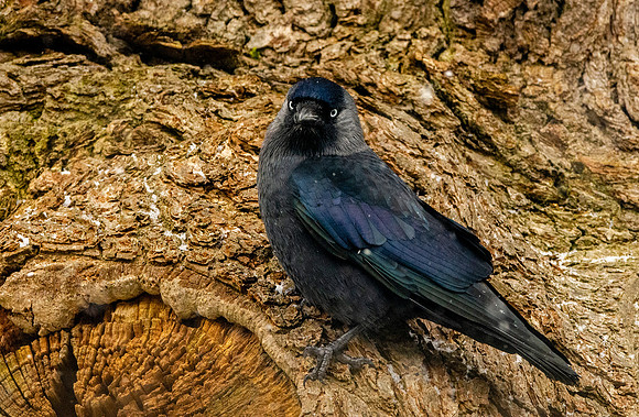 Jackdaw
