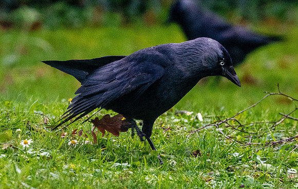 Jackdaw