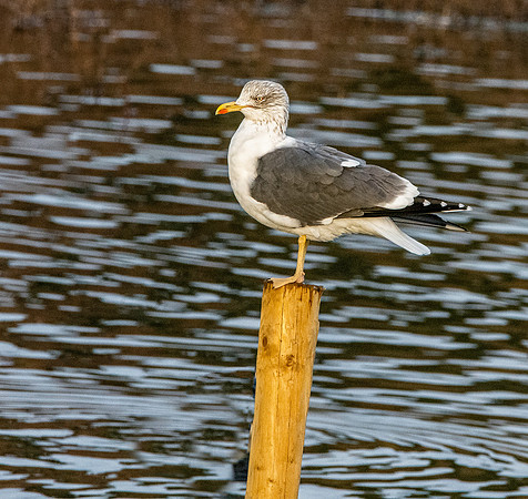 Lesser black backed gull