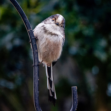 Long tailed tit