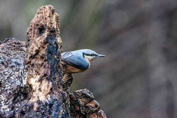 Nuthatch