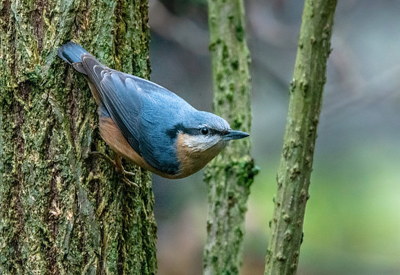 Nuthatch