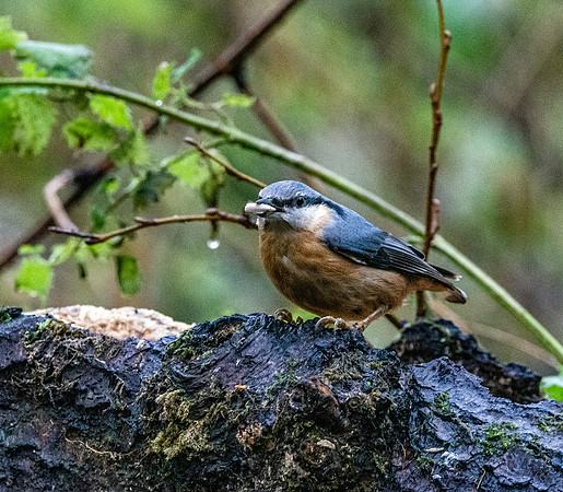 Nuthatch