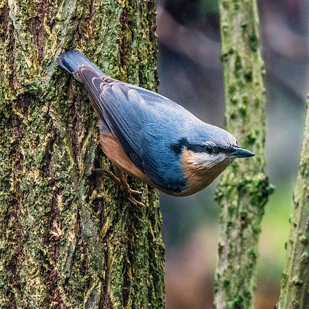 Nuthatch