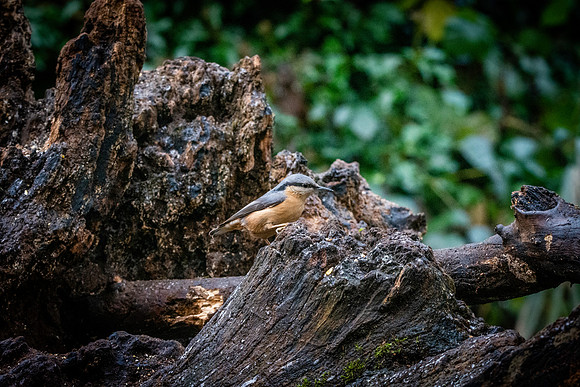 Nuthatch