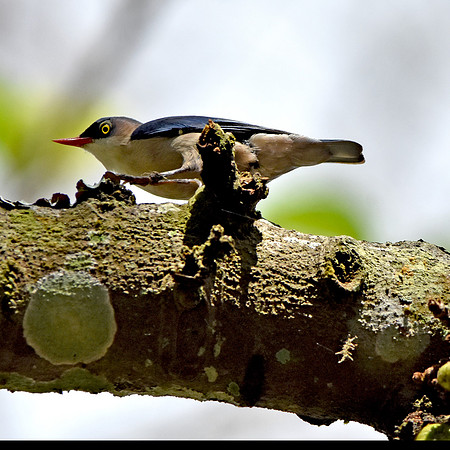 Velvet fronted nuthatch