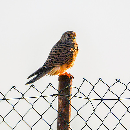 Red footed falcon