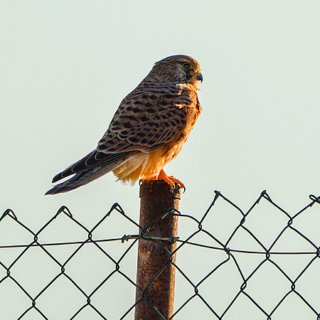 Red footed falcon