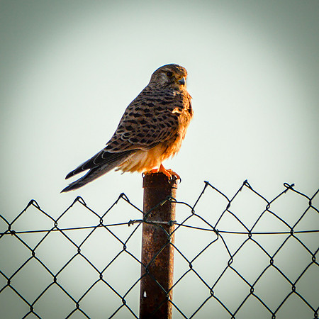 Red footed falcon