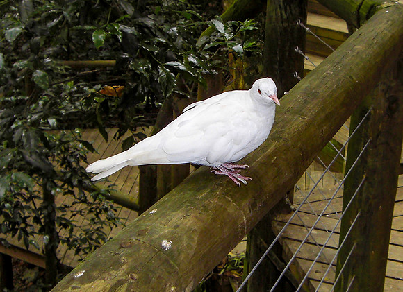 Release dove