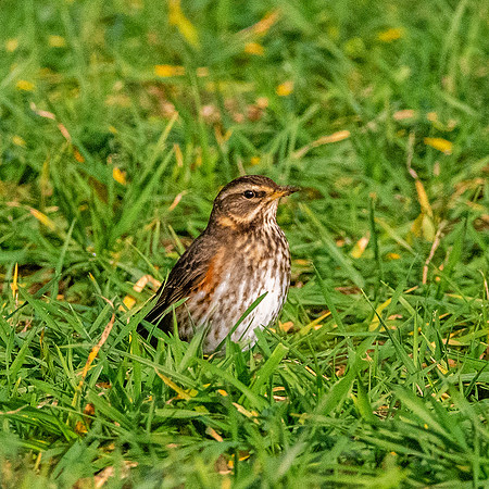 Redwing