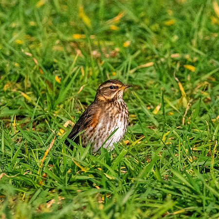 Redwing