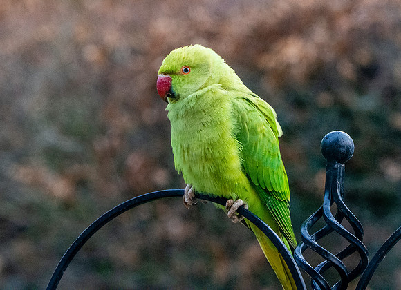 Ring-necked parakeet / Rose-ringed parakeet