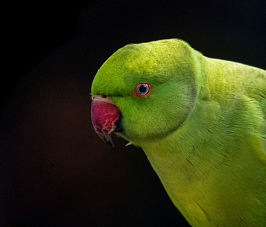 Ring-necked parakeet / Rose-ringed parakeet