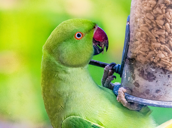 Ring-necked parakeet / Rose-ringed parakeet