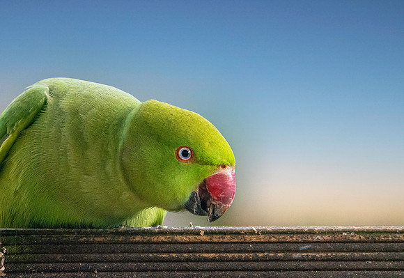 Ring-necked parakeet / Rose-ringed parakeet