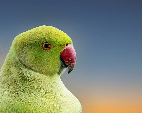 Ring-necked parakeet / Rose-ringed parakeet