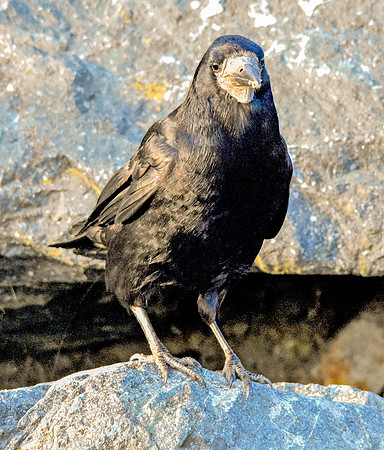 Rook
