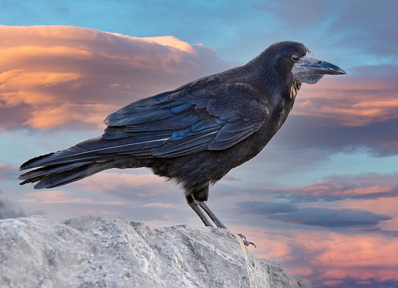 Rook