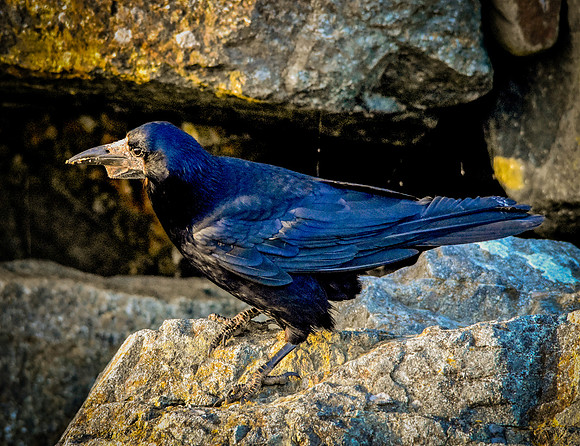 Rook