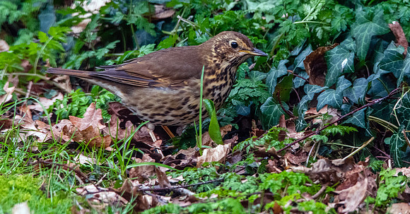 Song thrush