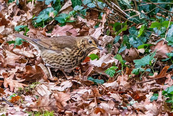 Song thrush